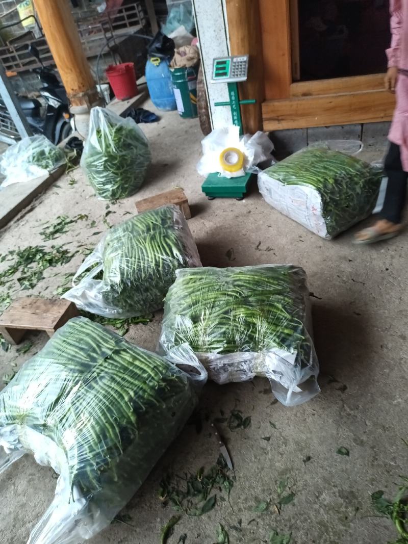 线椒种植基地
