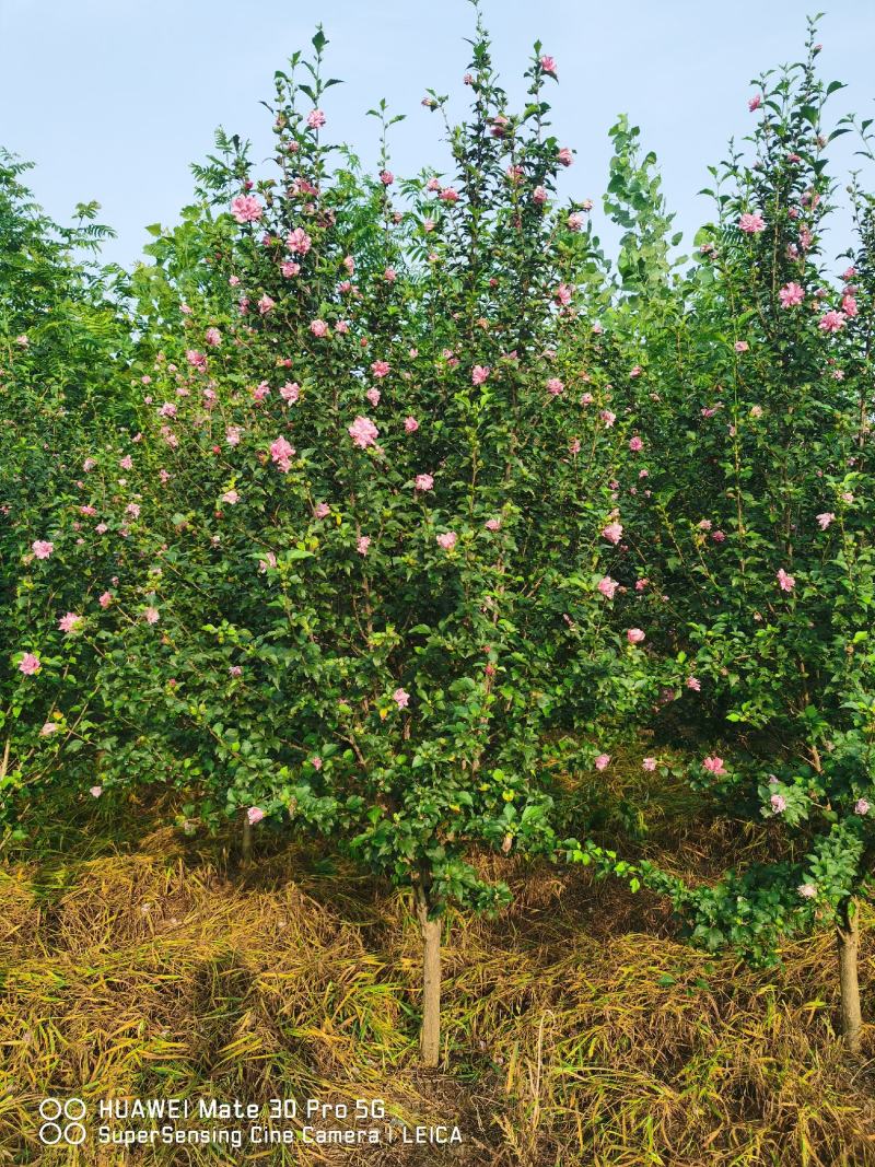 木槿重瓣木槿花叶木槿5公分220一棵装车价