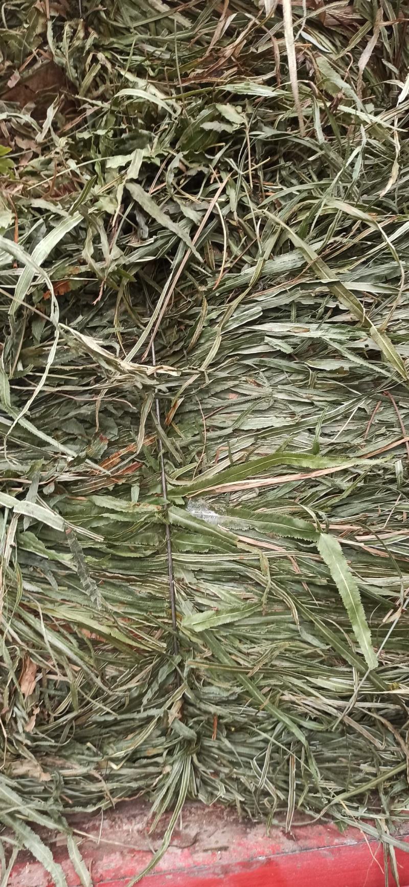 凤尾草