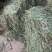 凤尾草
