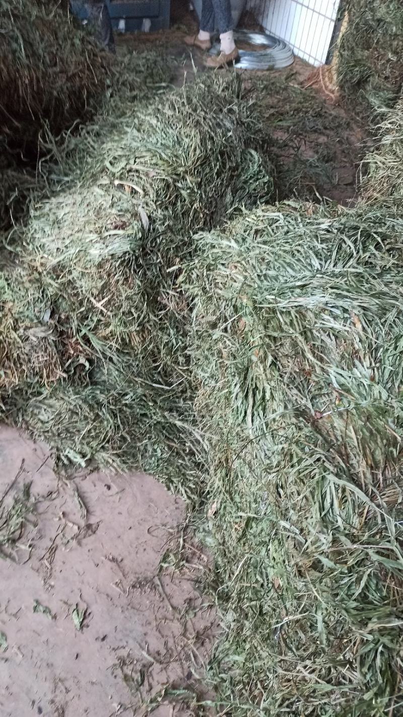 凤尾草