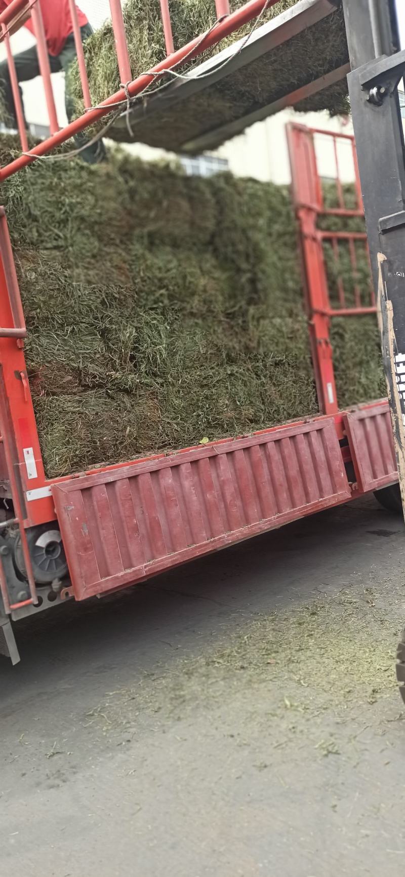 凤尾草