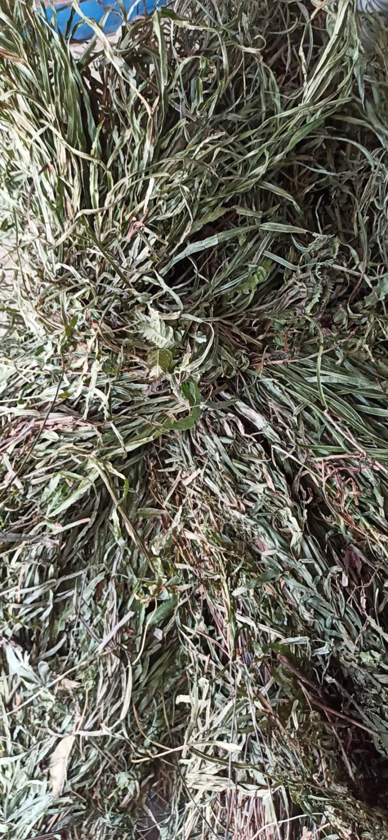 凤尾草