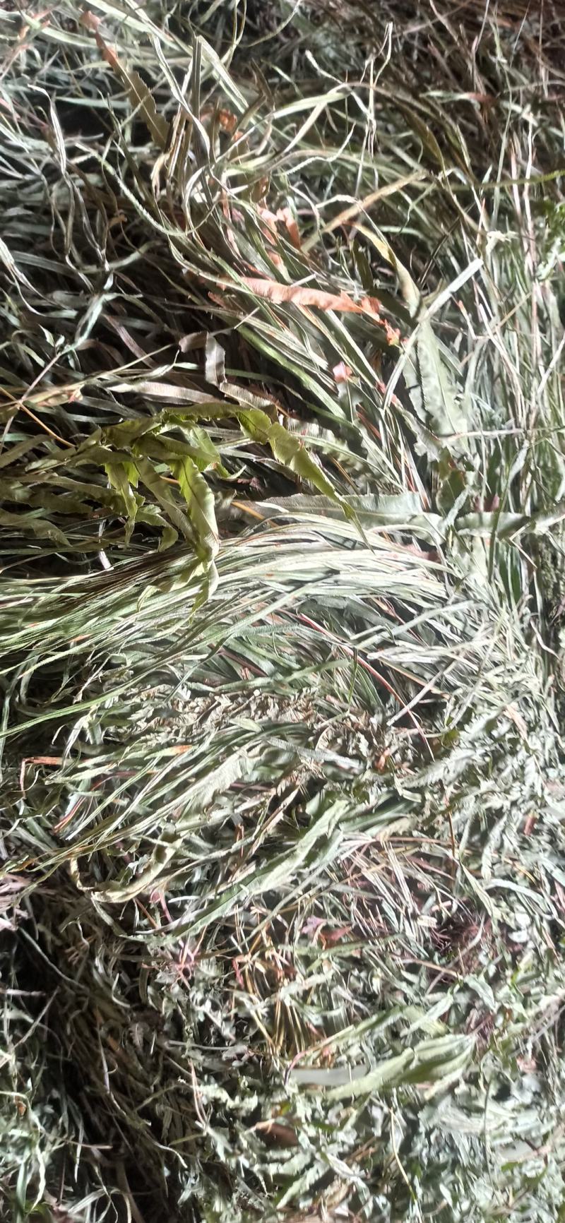 凤尾草