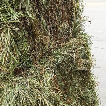 凤尾草