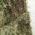 凤尾草