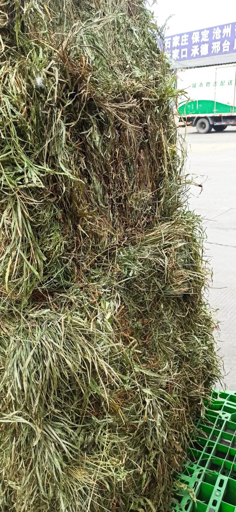 凤尾草