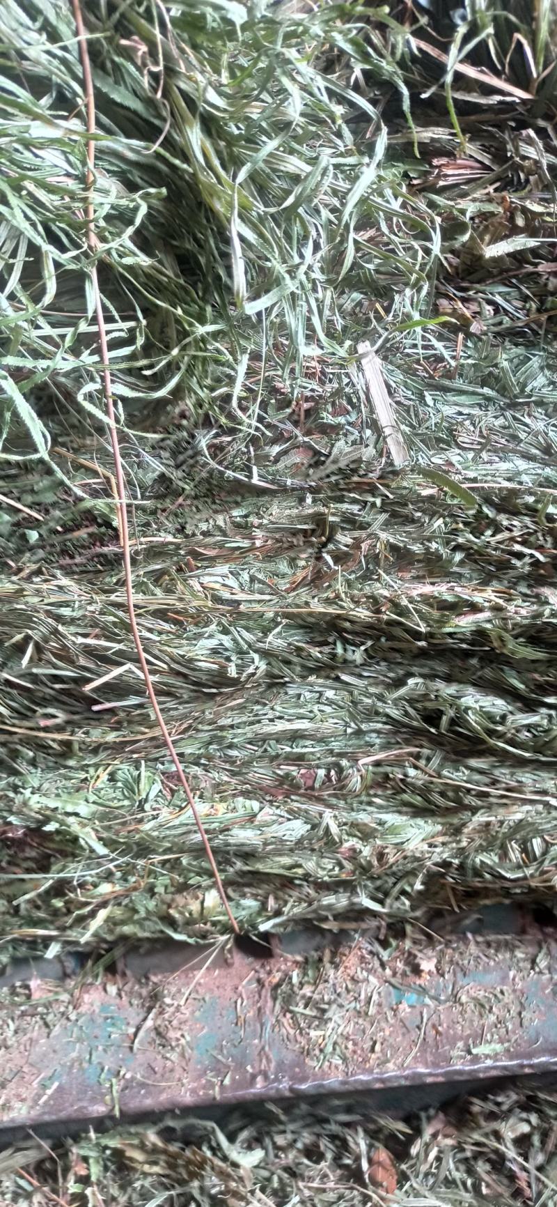 凤尾草