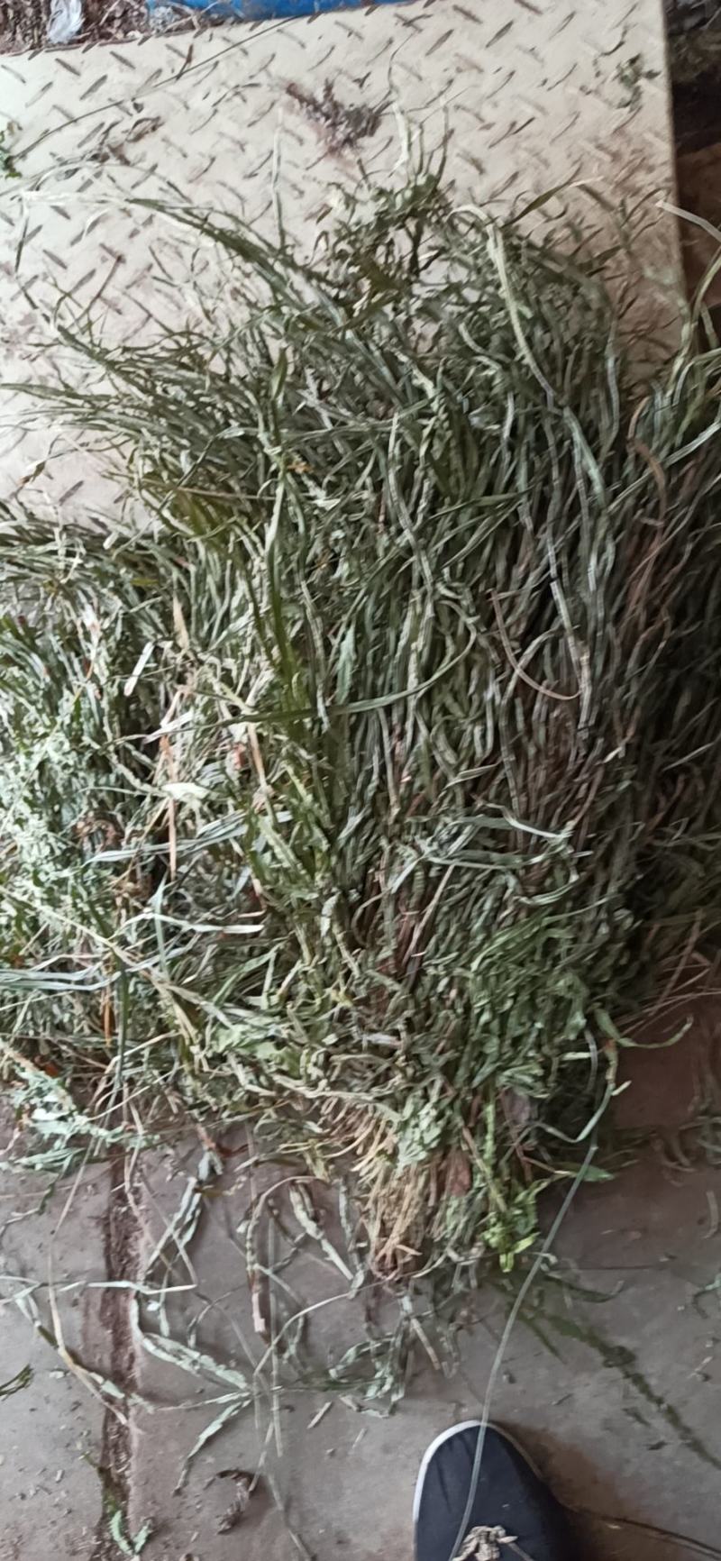 凤尾草