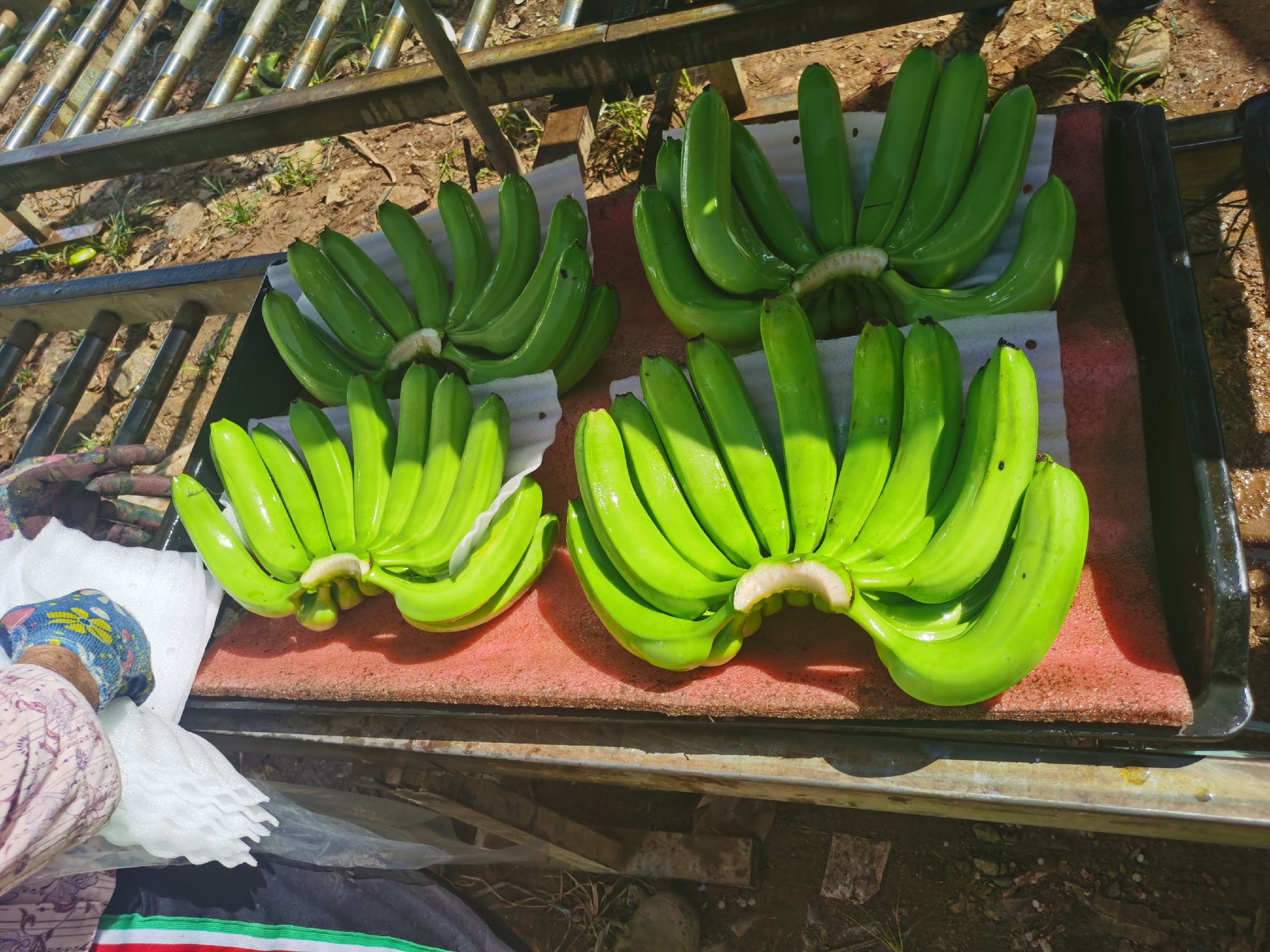 香蕉是否可食用判断指南