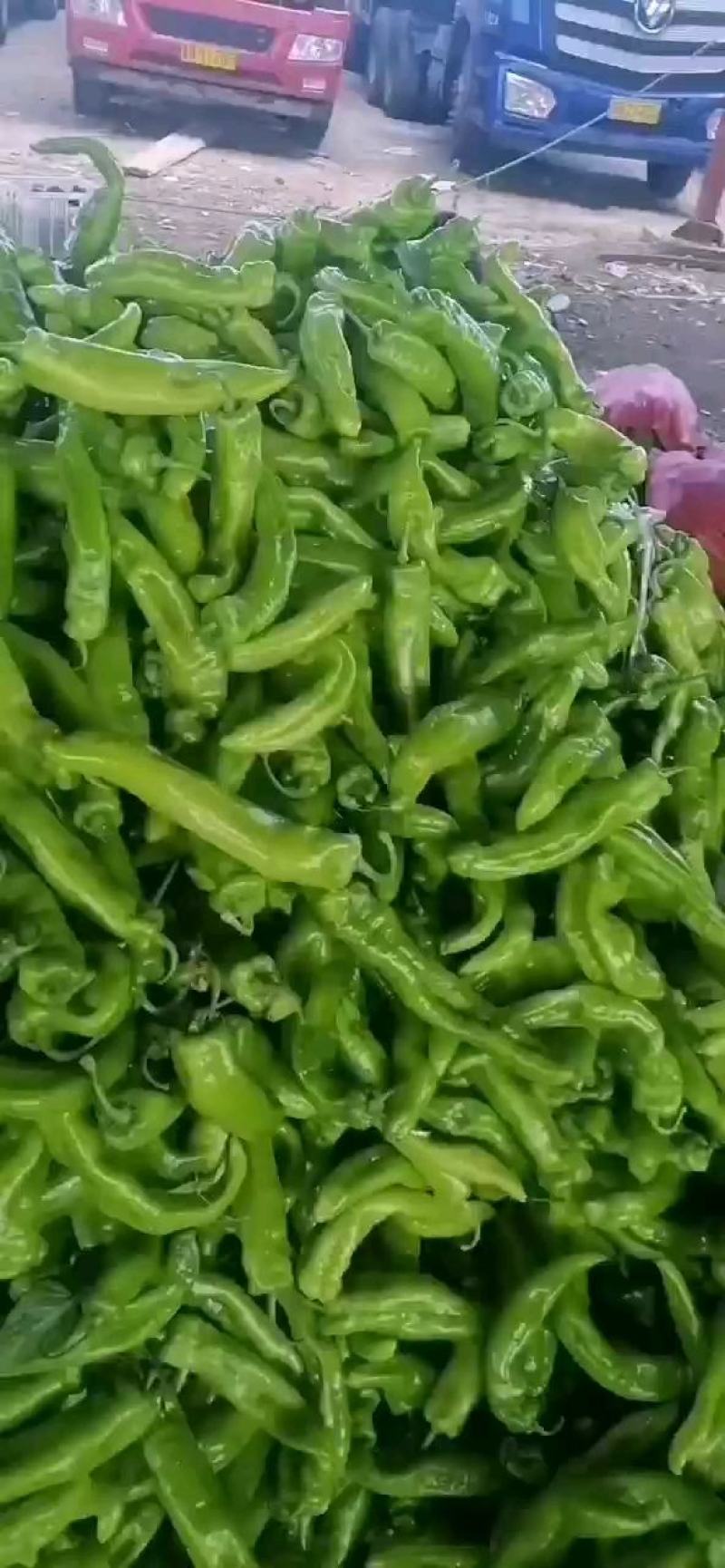 山西大同阳高县鲜辣椒精品辣椒黄皮辣椒