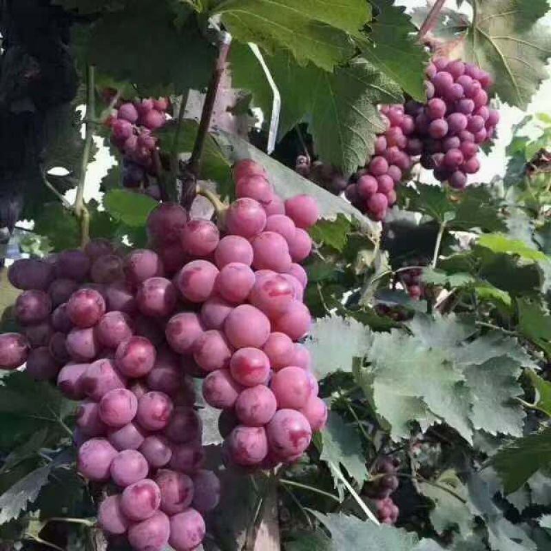 葡萄，河南巨峰葡萄大量上市，基地直发，欢迎新老客户前来！