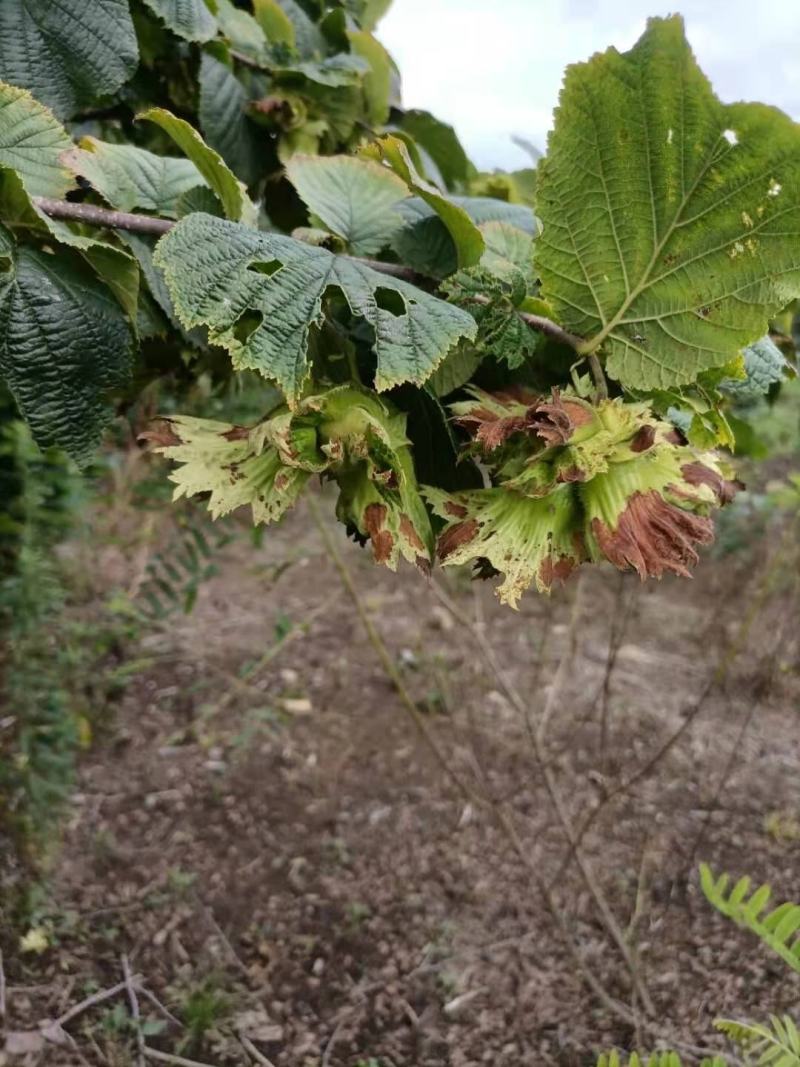 东北达维新鲜榛子