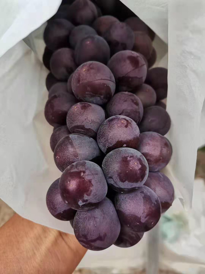 户太八号葡萄