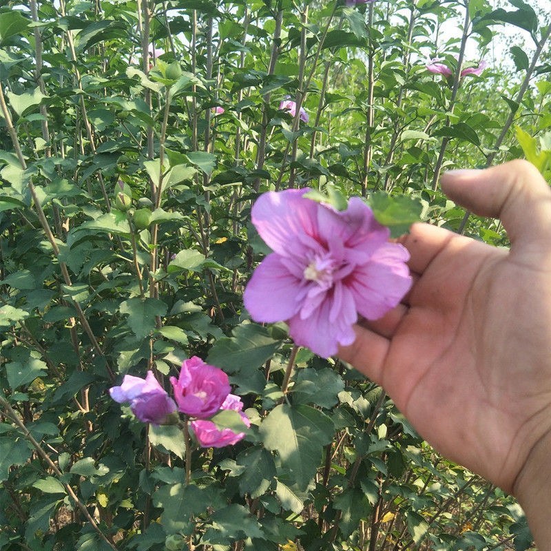 江湖产品树苗矮化丛生木槿树绿化苗木槿苗可食用木槿花苗包邮