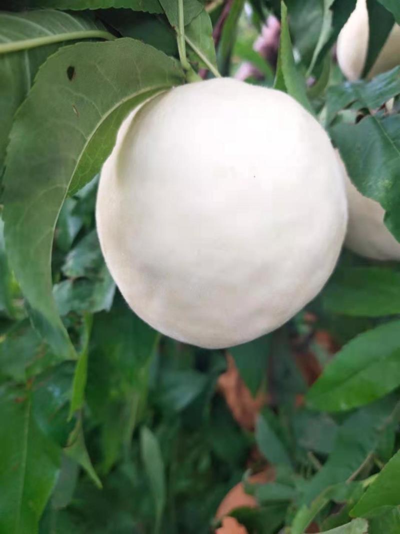 永莲蜜白桃