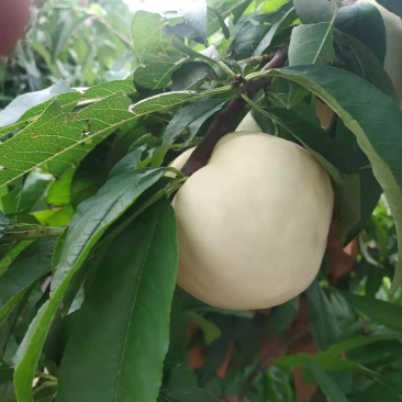 永莲蜜白桃