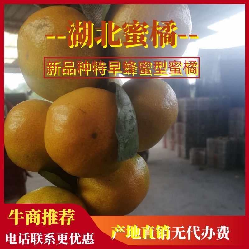 湖北柑桔蜜橘打蜡厂直供无中间商无代办费价格实惠