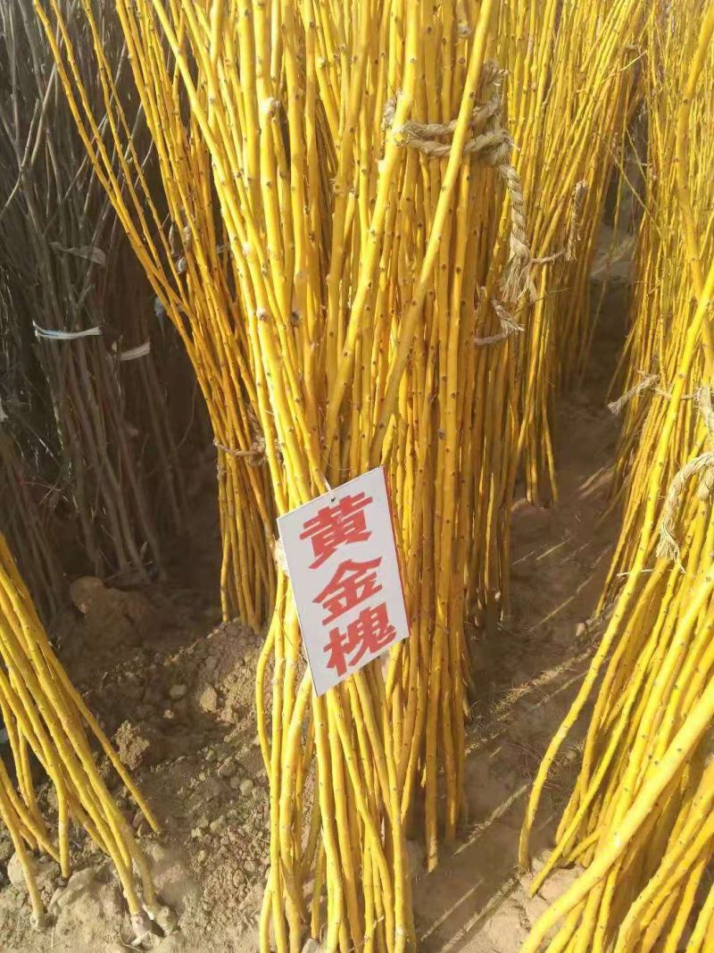 黄金槐/绿化苗木/乔灌木/槐树/绿化林木/原生态树苗
