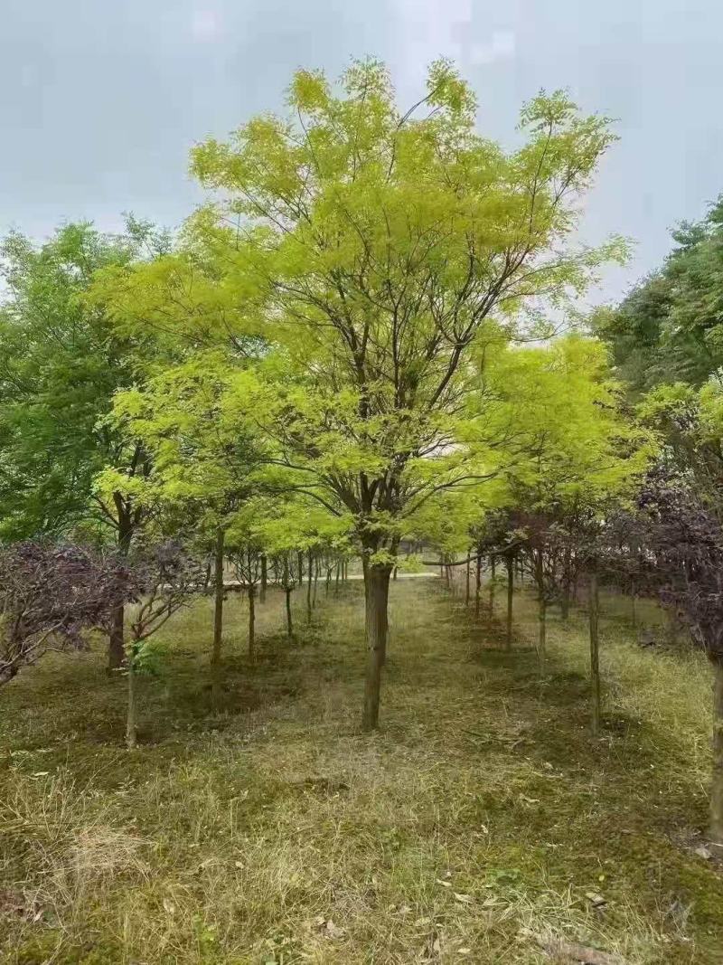 黄金槐/绿化苗木/乔灌木/槐树/绿化林木/原生态树苗
