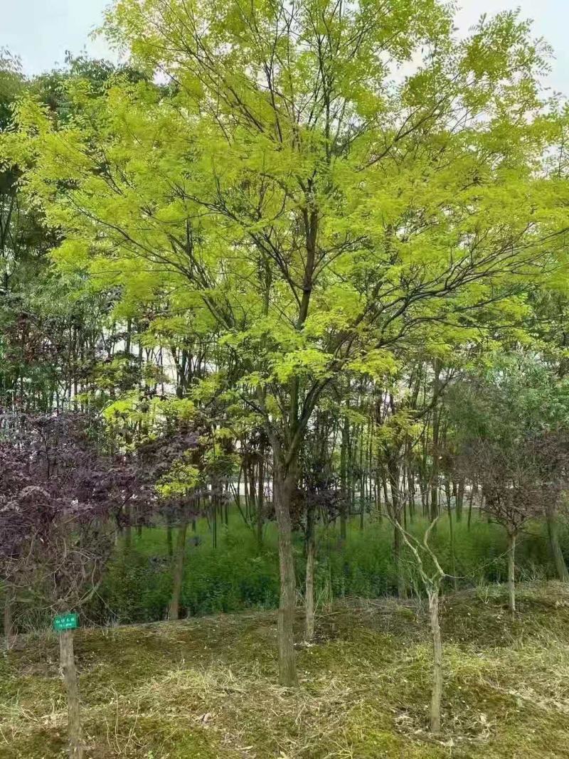 黄金槐/绿化苗木/乔灌木/槐树/绿化林木/原生态树苗