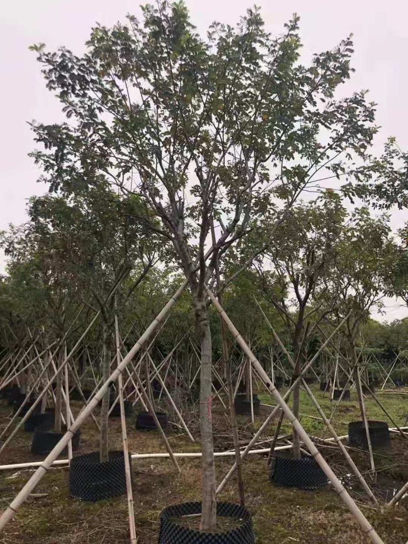 黄金槐/绿化苗木/乔灌木/槐树/绿化林木/原生态树苗