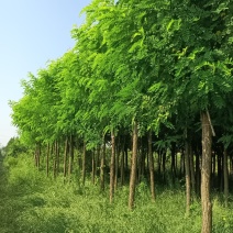 长年出售10至15厘米优质高枝嫁接香花槐。