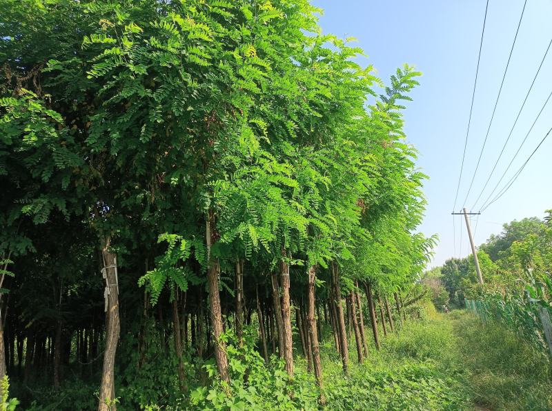 长年出售10至15厘米优质高枝嫁接香花槐。