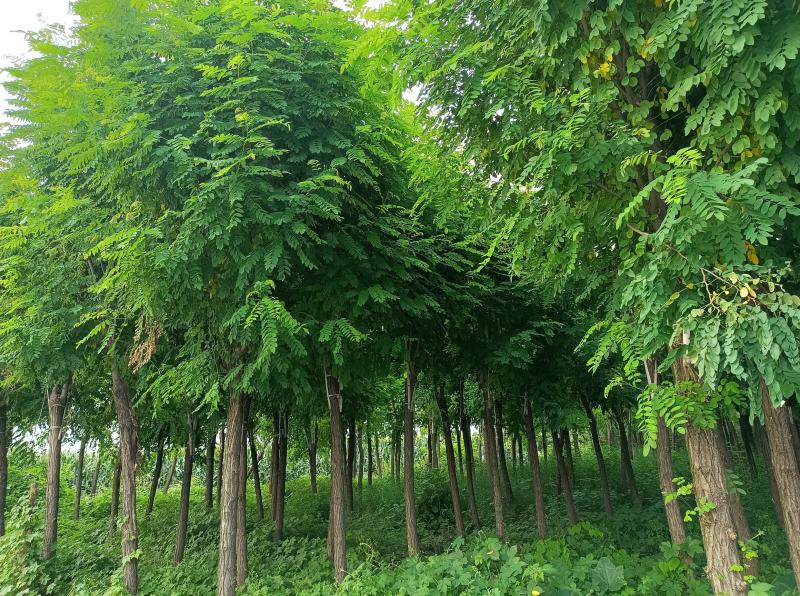 长年出售10至15厘米优质高枝嫁接香花槐。