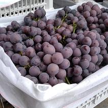 2023新品巨峰葡萄产地一手货源