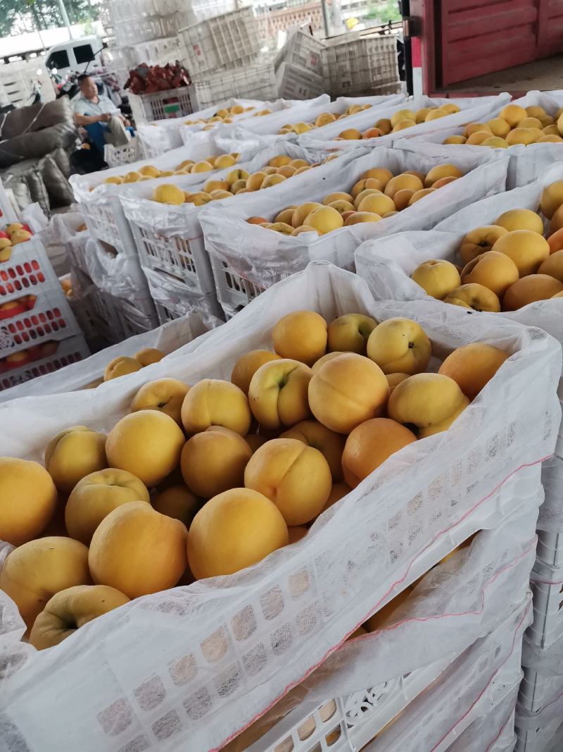 黄金蜜一号（成熟时间早，口感好，颜色漂亮）