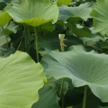 微山湖湖里优质藕