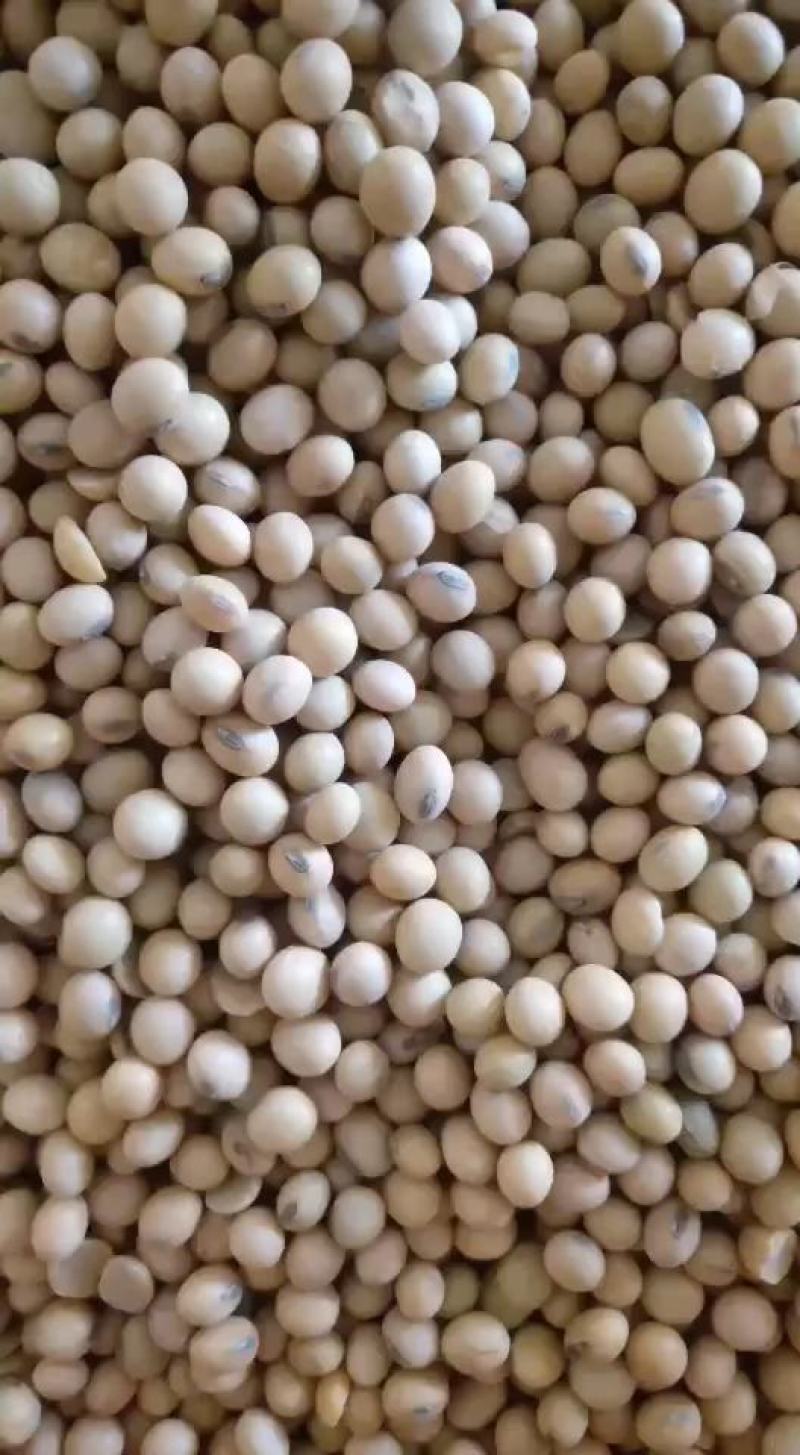 精选高蛋白黄豆各种品质大豆用途广泛价格低品质高