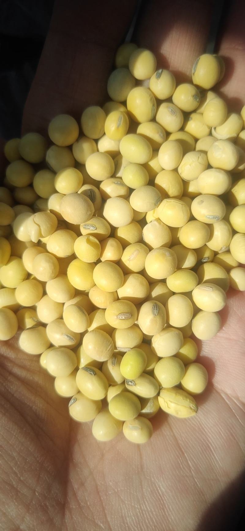 精选高蛋白黄豆各种品质大豆用途广泛价格低品质高