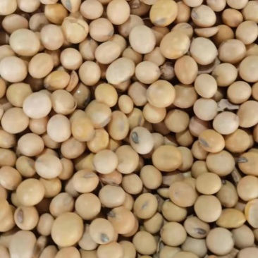 精选高蛋白黄豆各种品质大豆用途广泛价格低品质高