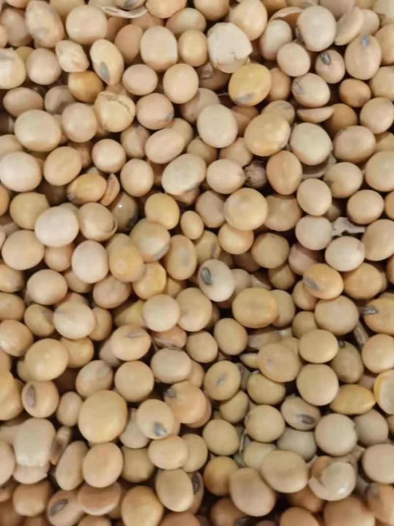 精选高蛋白黄豆各种品质大豆用途广泛价格低品质高