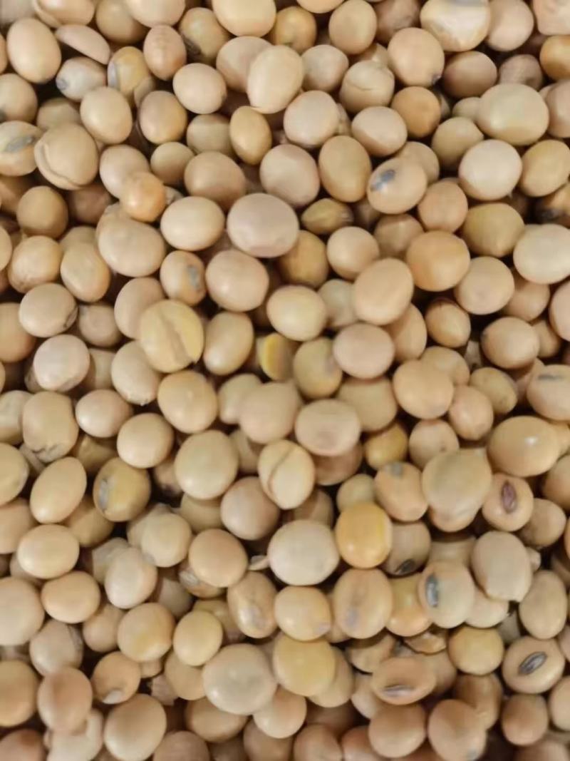精选高蛋白黄豆各种品质大豆用途广泛价格低品质高