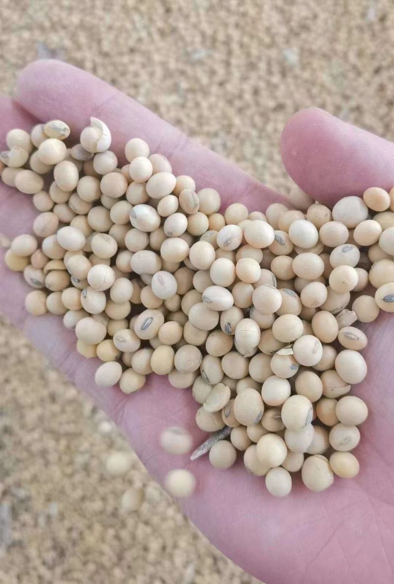 精选高蛋白黄豆各种品质大豆用途广泛价格低品质高