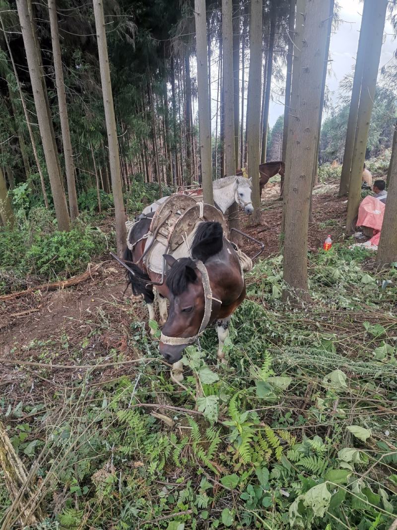 驮马出租