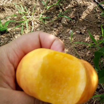 油蟠7桃苗，成熟时间7月中旬。果型扁平