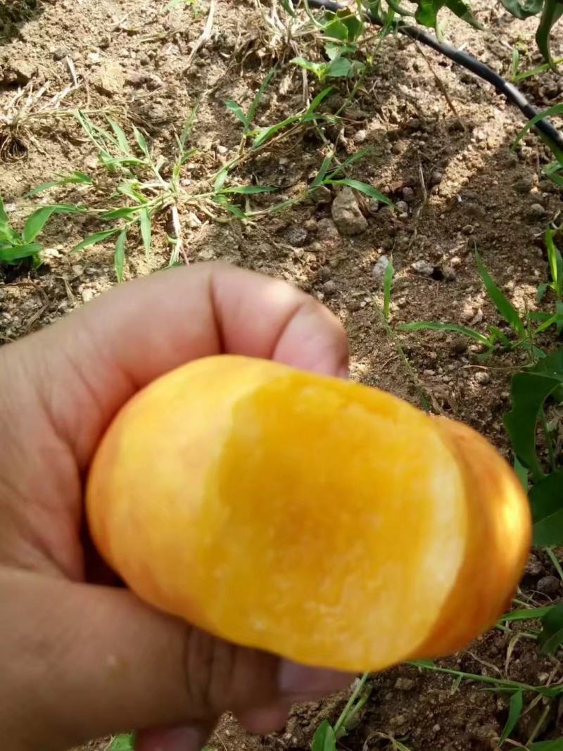油蟠7桃苗，成熟时间7月中旬。果型扁平