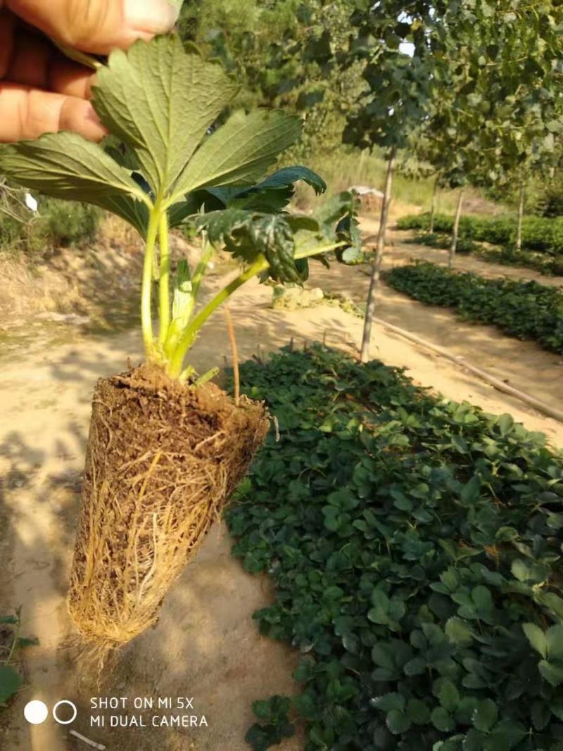 【放心苗】草莓苗红颜草莓苗提供技术欢迎咨询
