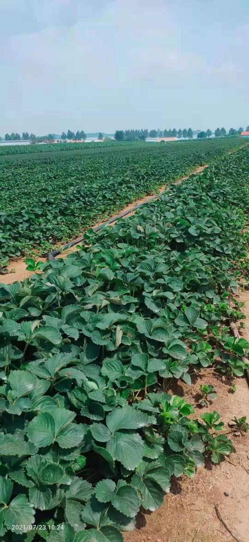 【放心苗】草莓苗红颜草莓苗提供技术欢迎咨询