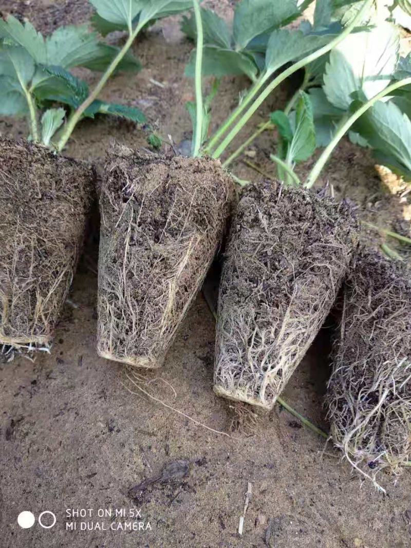 【放心苗】草莓苗红颜草莓苗提供技术欢迎咨询
