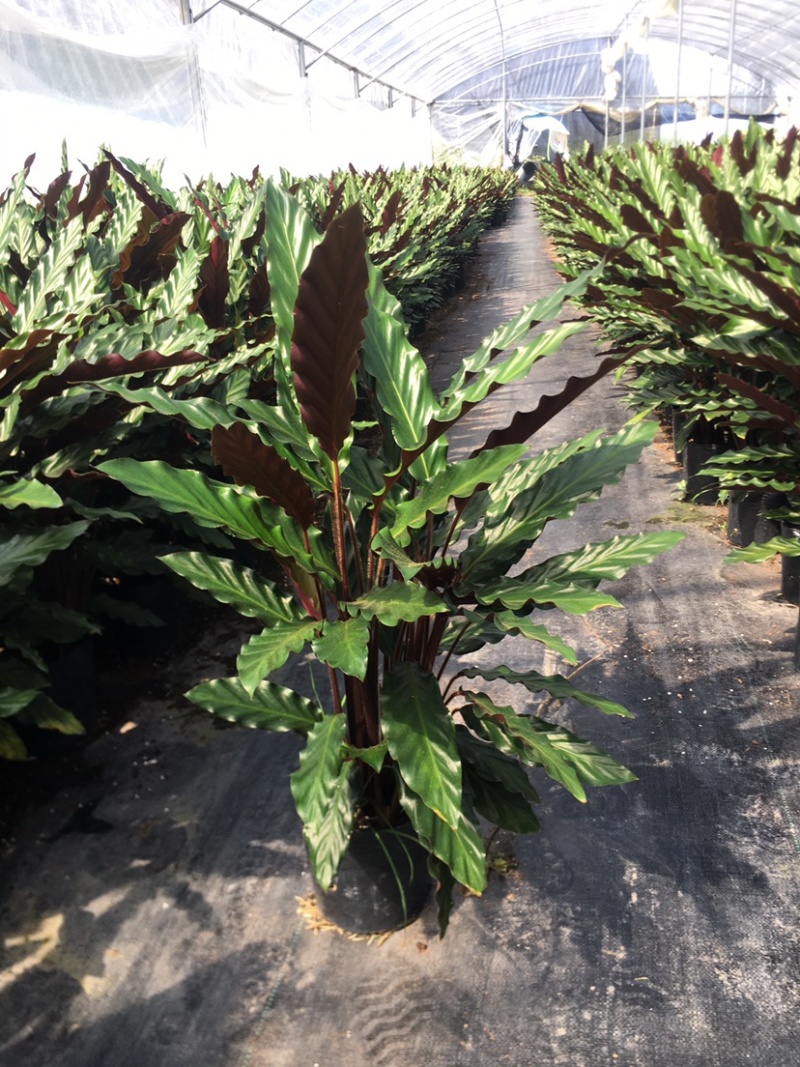 波浪紫背竹芋网红植物产地大棚现货直销批发一件起批
