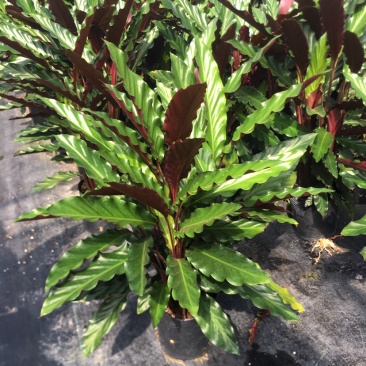 波浪紫背竹芋网红植物产地大棚现货直销批发一件起批