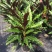 波浪紫背竹芋网红植物产地大棚现货直销批发一件起批