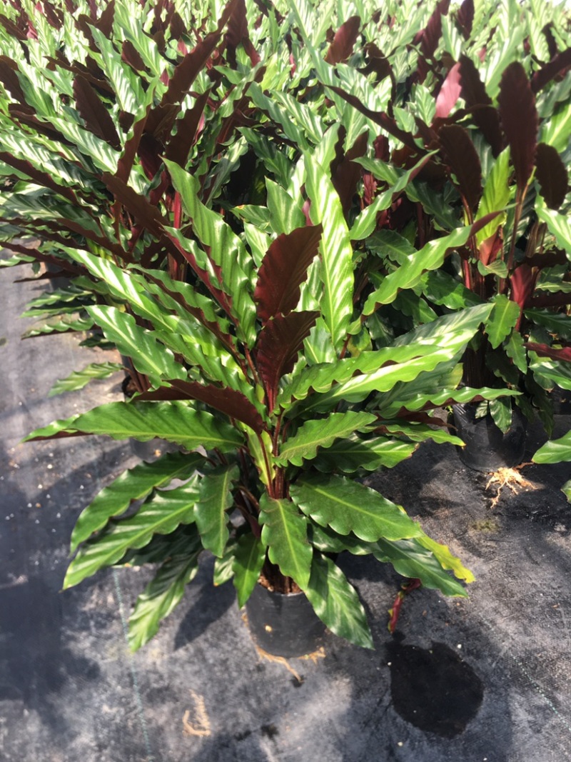 波浪紫背竹芋网红植物产地大棚现货直销批发一件起批