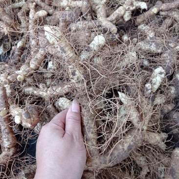 连州粤北自家种植新鲜玉竹
