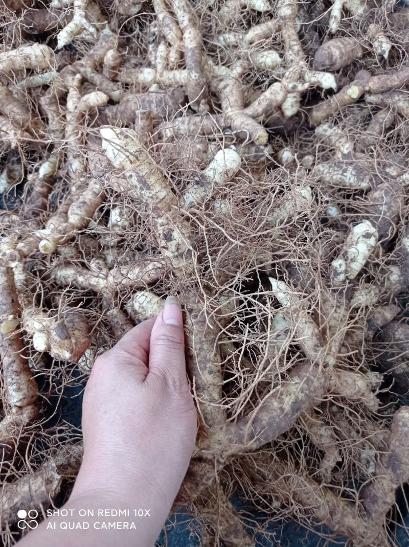 连州粤北自家种植新鲜玉竹